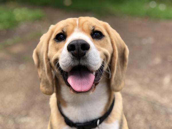 約克夏犬
