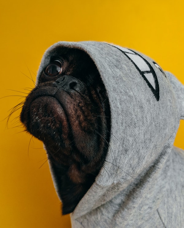 獸醫(yī)檢查狗的健康